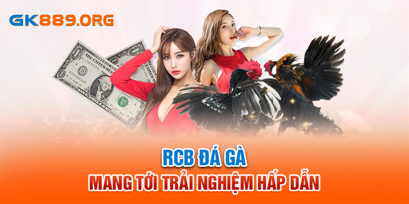 RCB đá gà mang tới trải nghiệm hấp dẫn